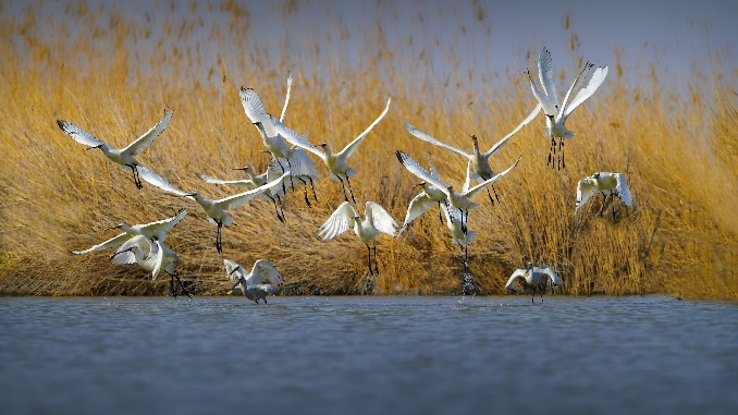 湖边的草地上有一群鸟 描述已自动生成